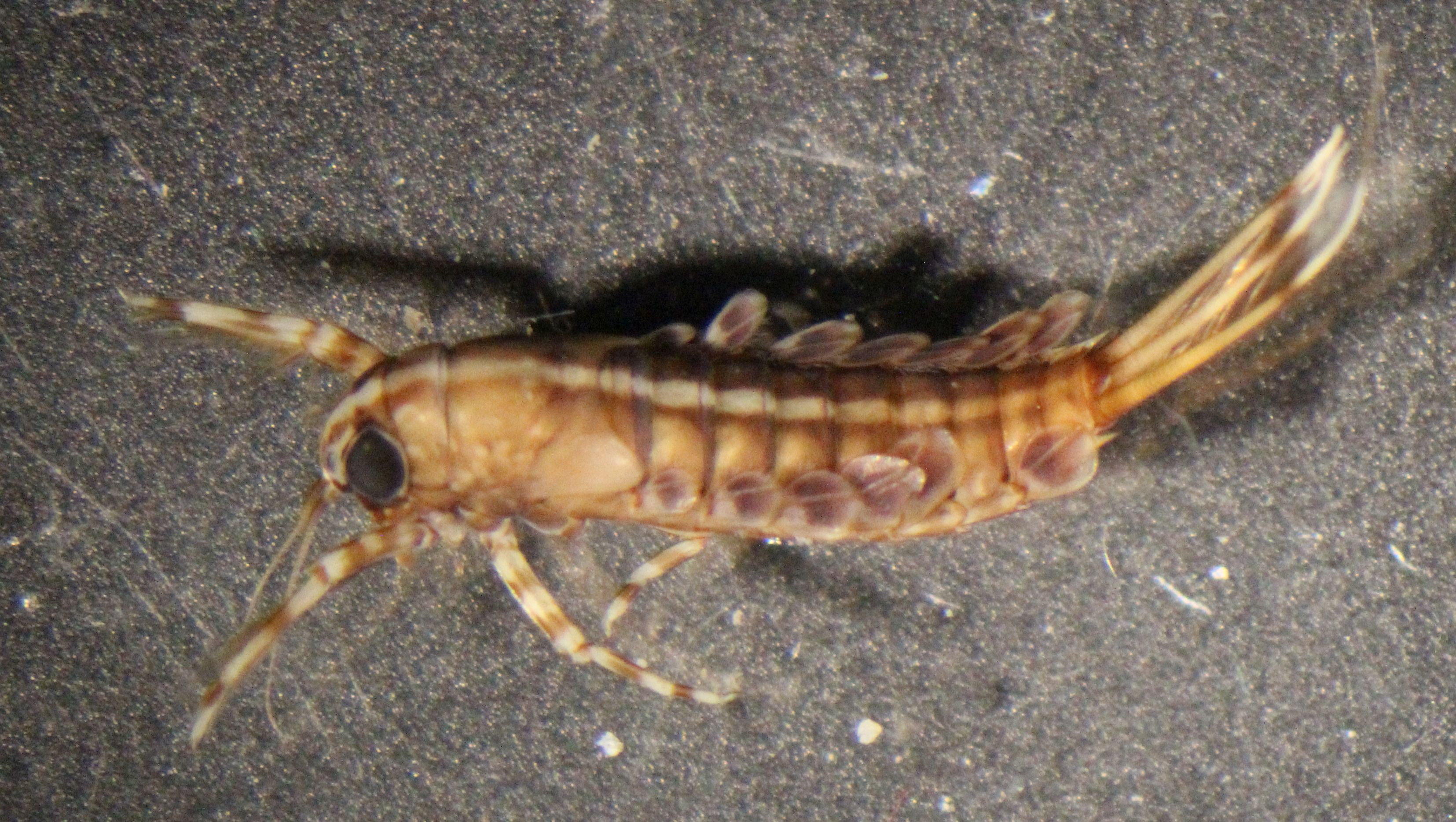 Isonychidae